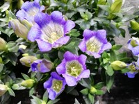 Fuoco & Natura - Fiori.jpg
