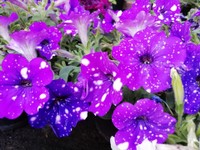 Fuoco & Natura - Fiori4.jpg