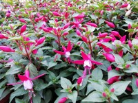 Fuoco & Natura - Fiori5.jpg