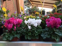 Fuoco & Natura - Fiori6.jpg