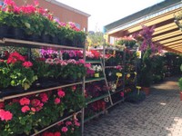 Fuoco & Natura - Fiori8.jpg
