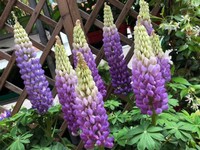 Fuoco & Natura - Piante6.jpg
