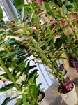 Fuoco & Natura - Piante8.jpg