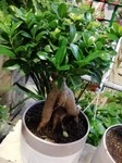 Fuoco & Natura - Piante9.jpg