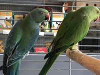 Fuoco & Natura - Animali10.jpg