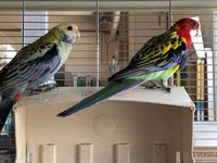 Fuoco & Natura - Animali12.jpg