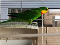 Fuoco & Natura - Animali3.jpg