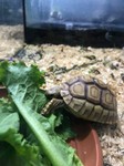 Fuoco & Natura - Animali7.jpg