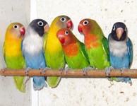 Inseparabili (2).jpg