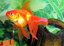 Pesce rosso.png