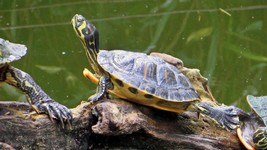 Turtle.jpg